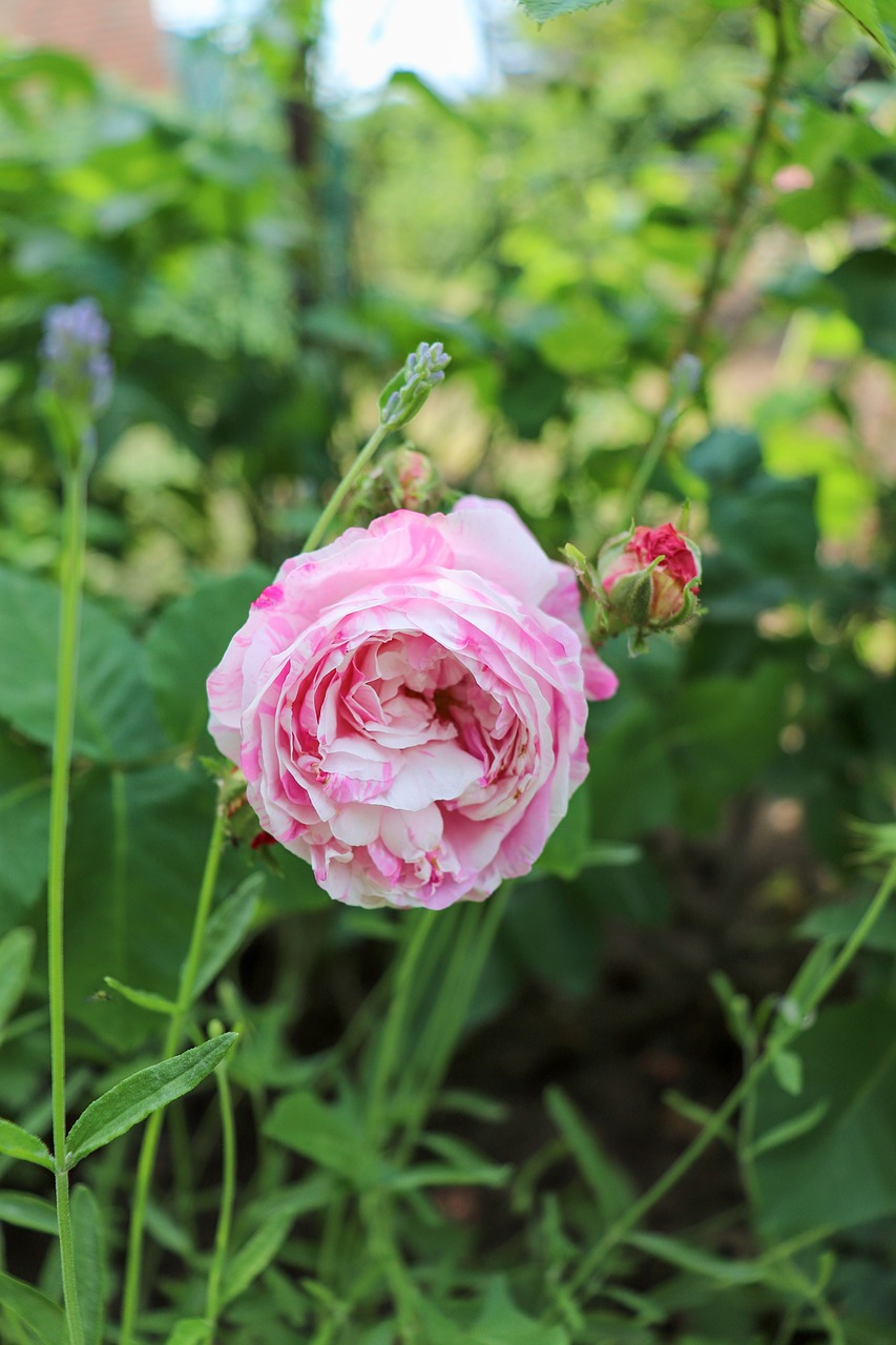 rose  pink  pink flower free photo