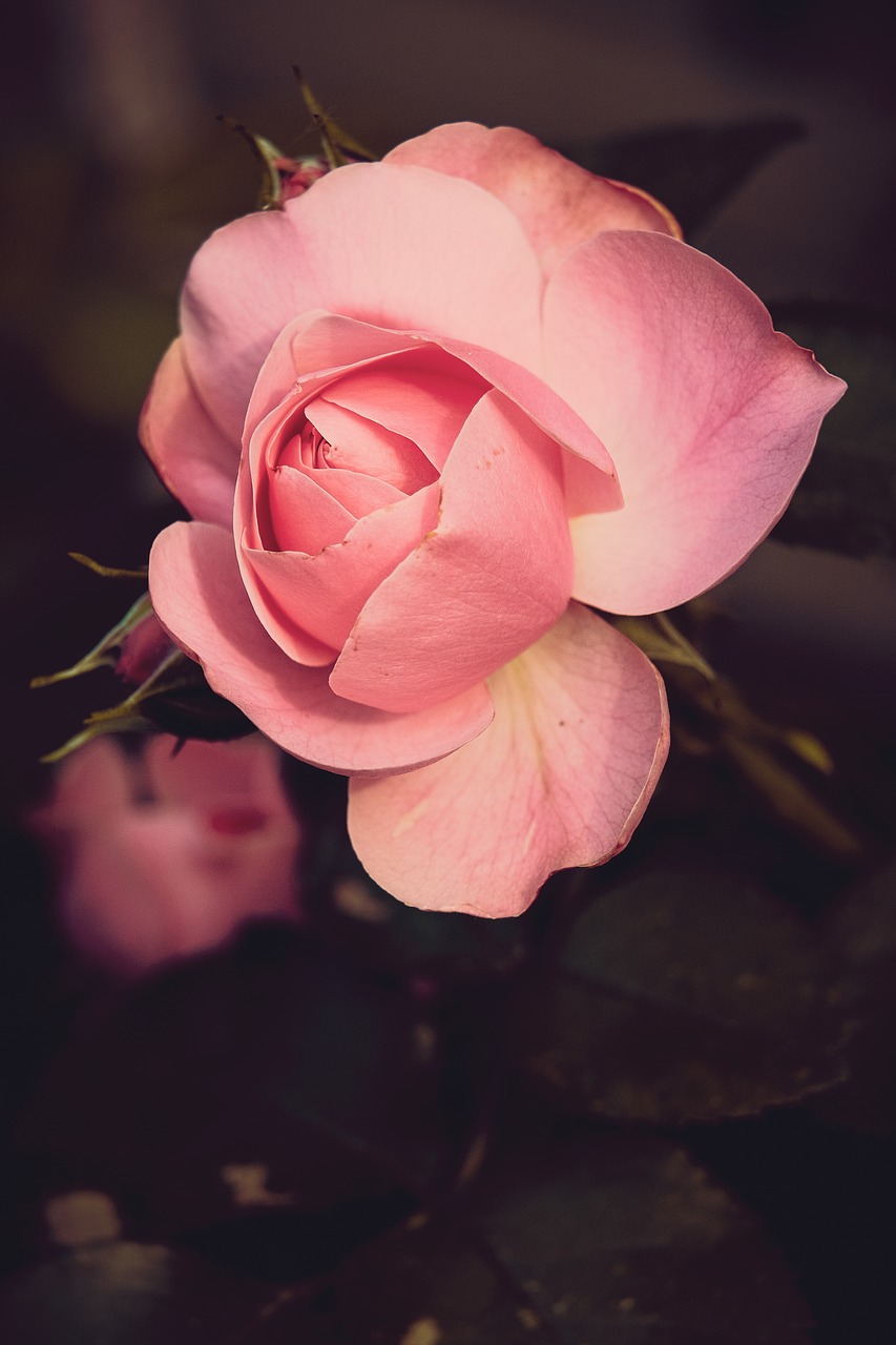 rose  garden  blossom free photo
