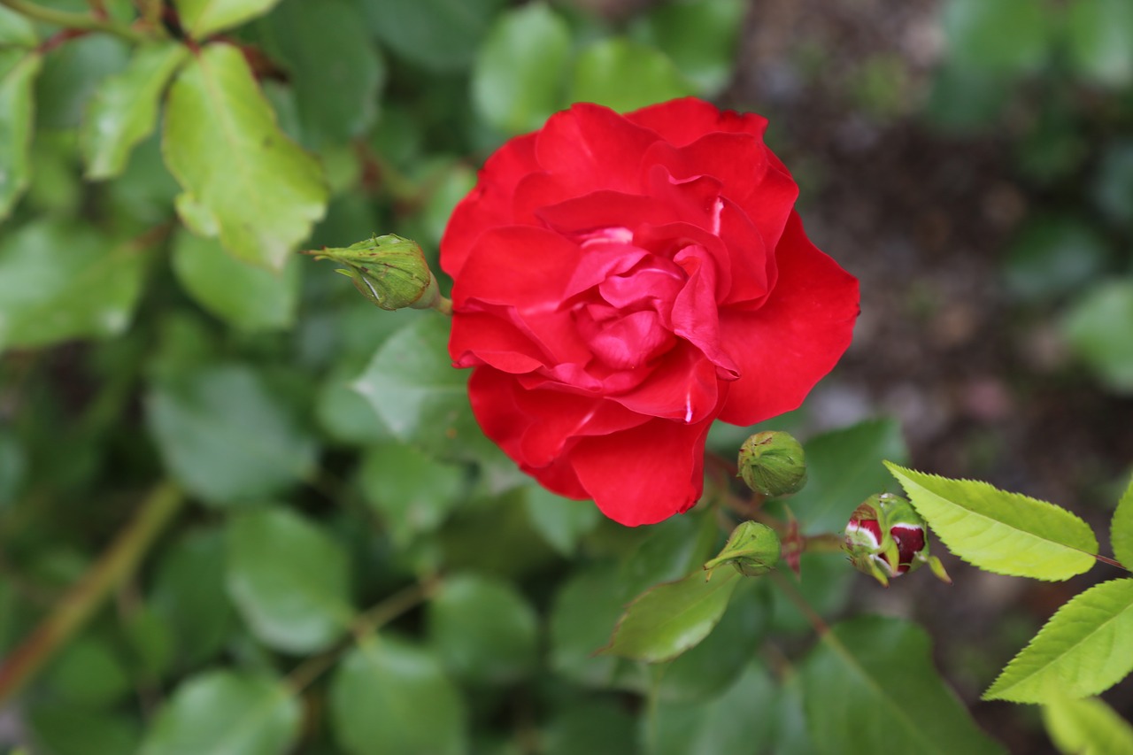 rose  algul  spring free photo