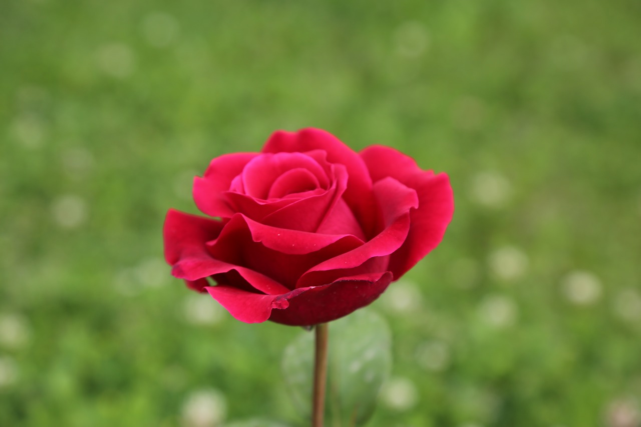 rose  plant  nature free photo