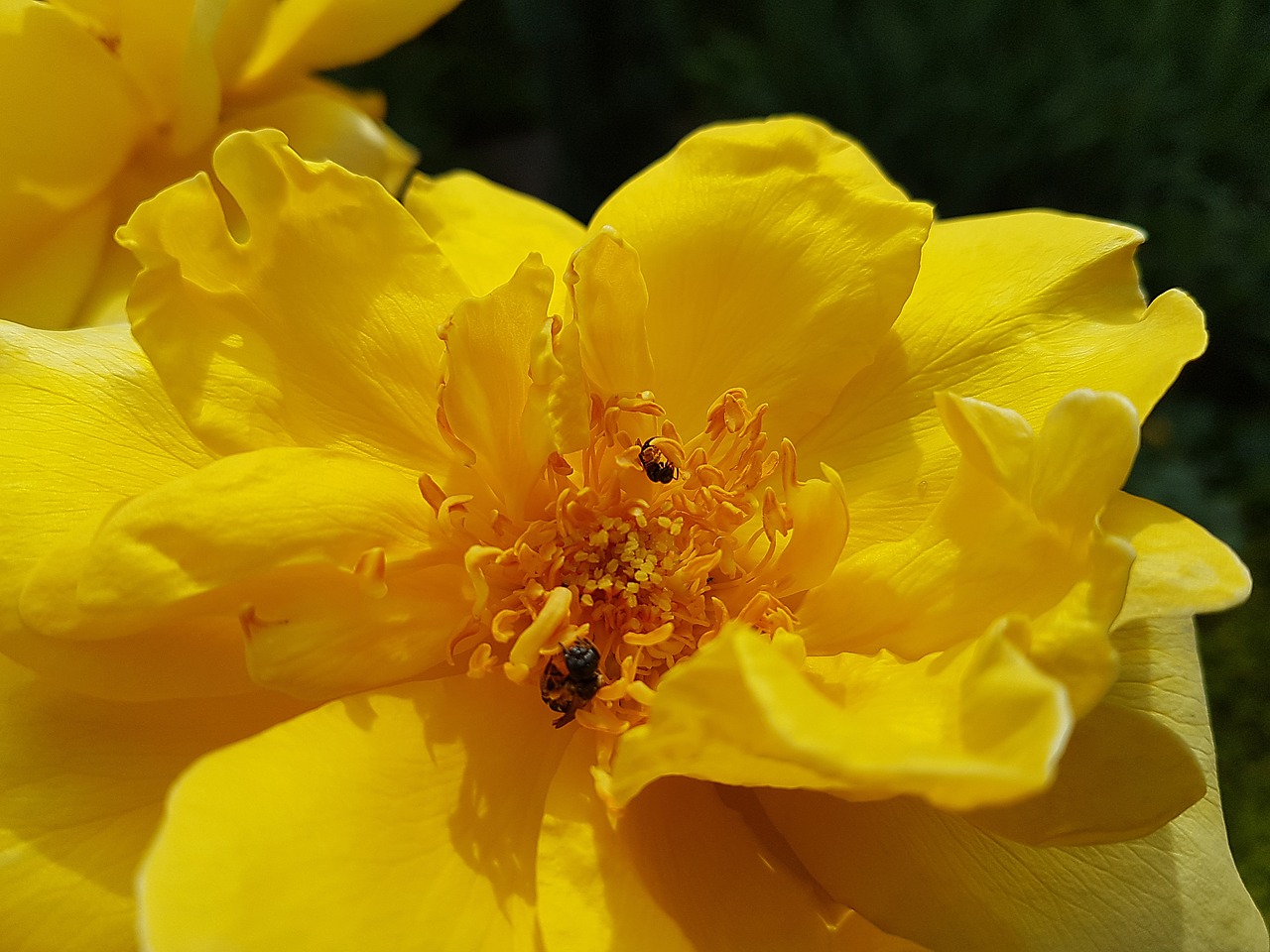 rose  yellow  flower free photo