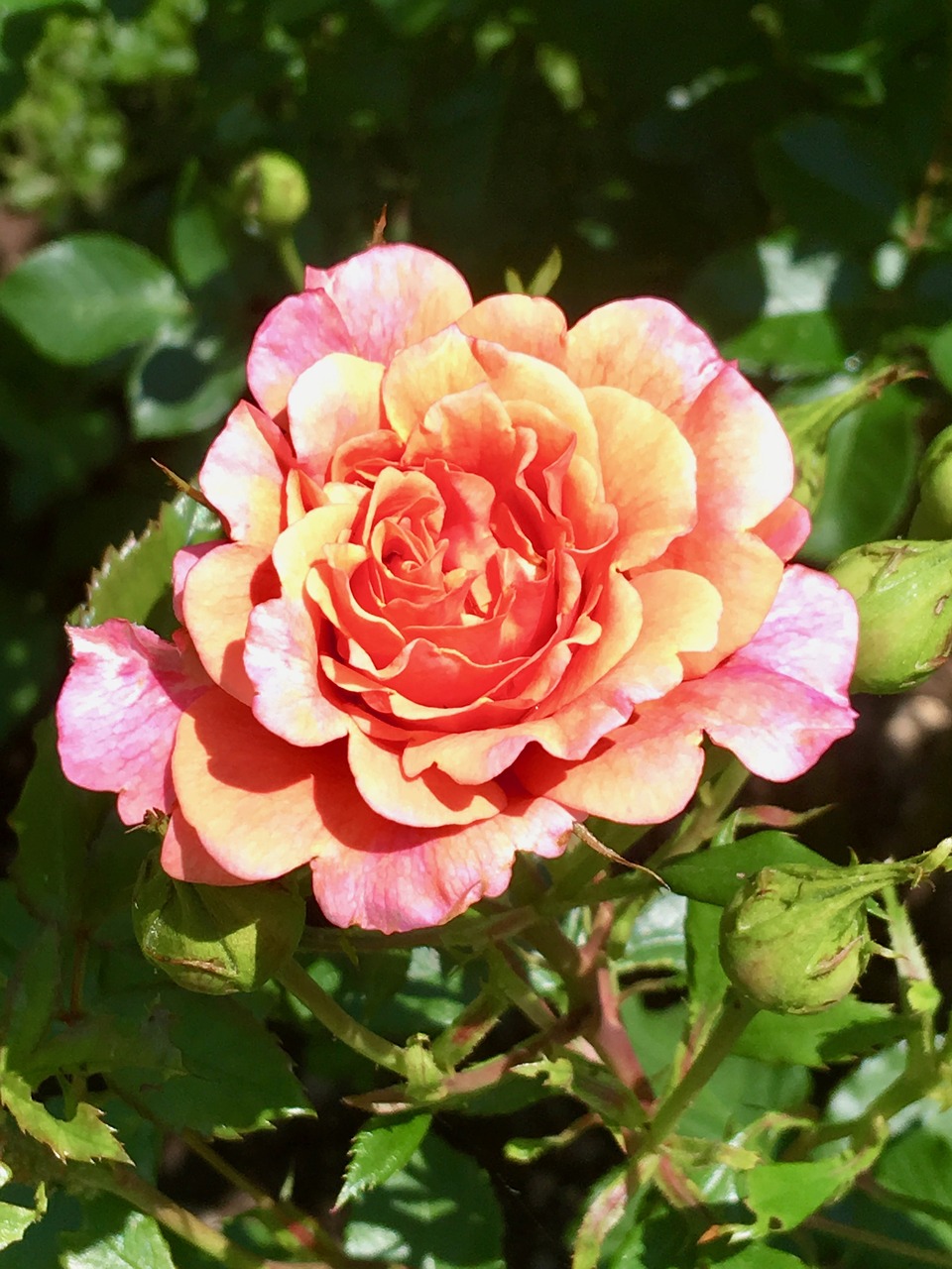 rose  bush  rose blooms free photo