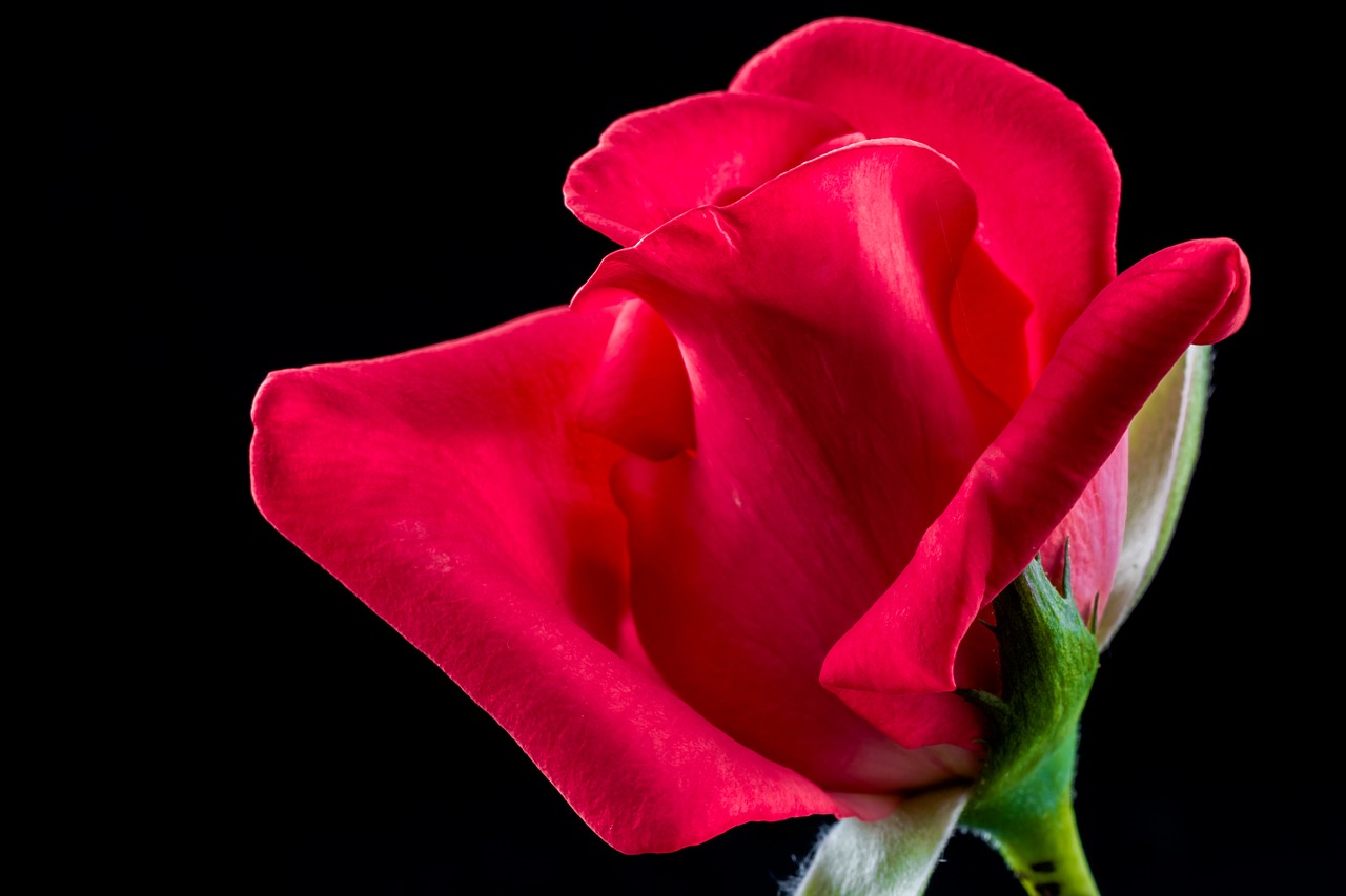 rose red rose flower free photo