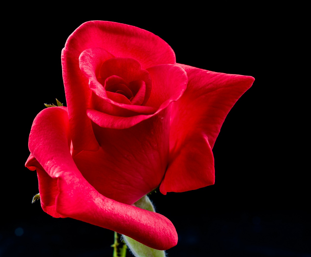 rose red rose flower free photo