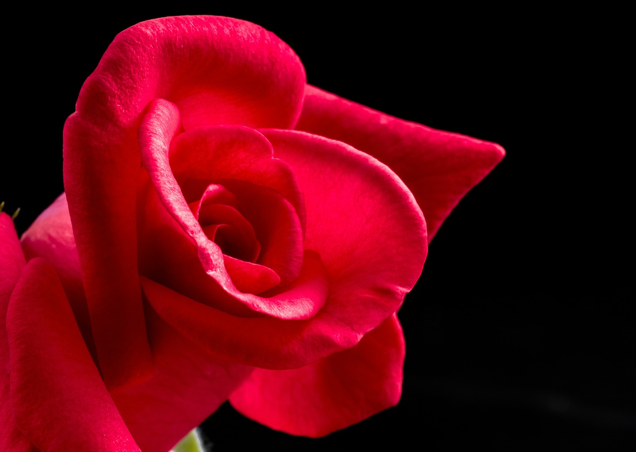 rose red rose flower free photo