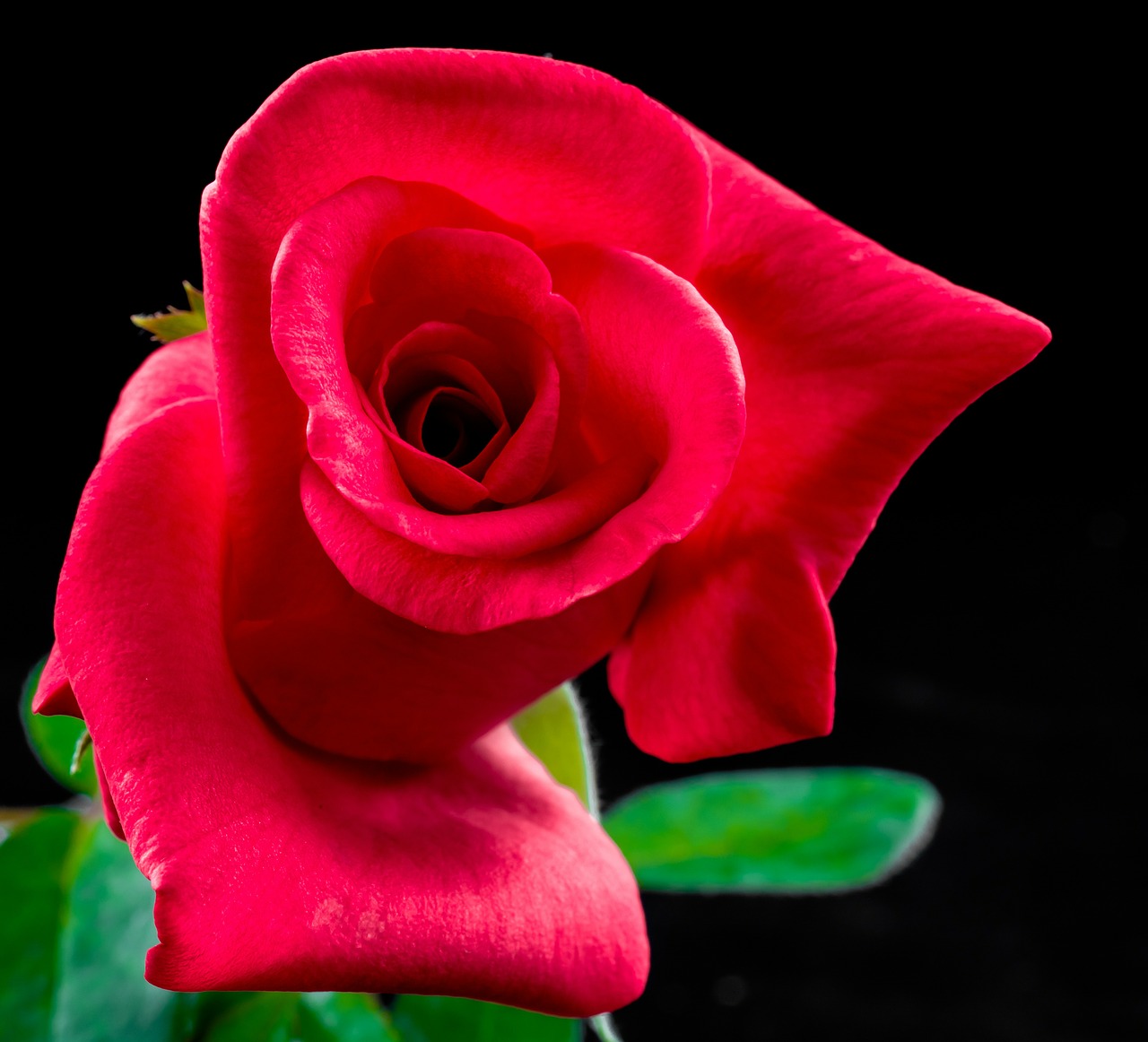 rose red rose flower free photo