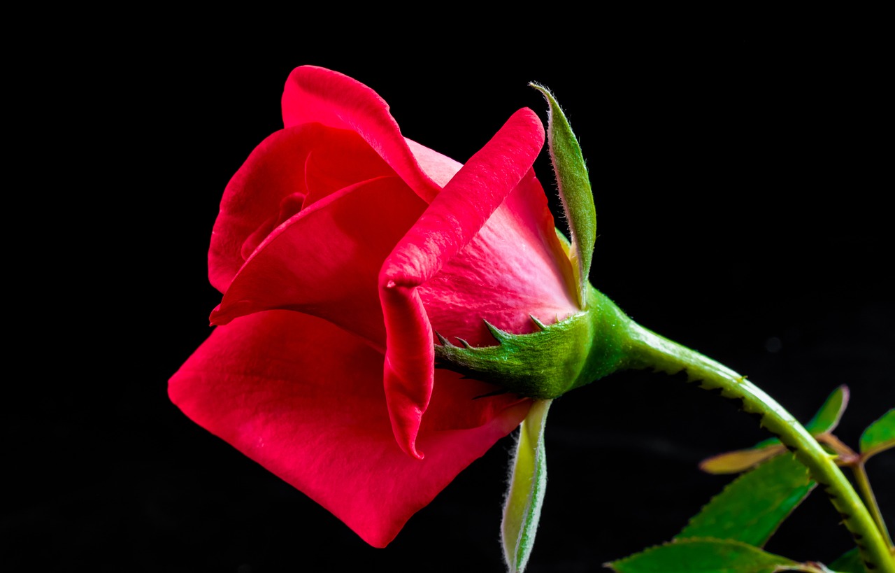 rose red rose flower free photo