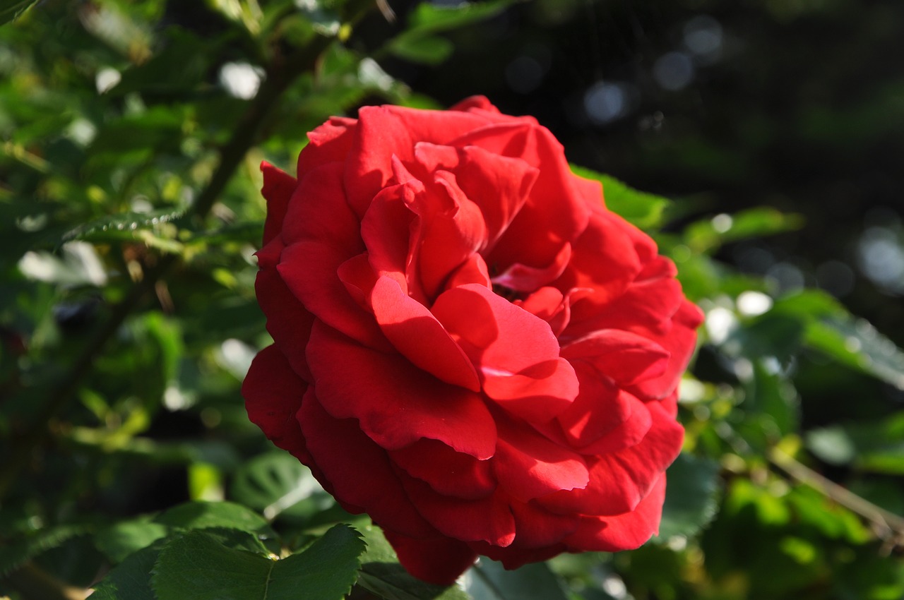 rose  flower  garden free photo