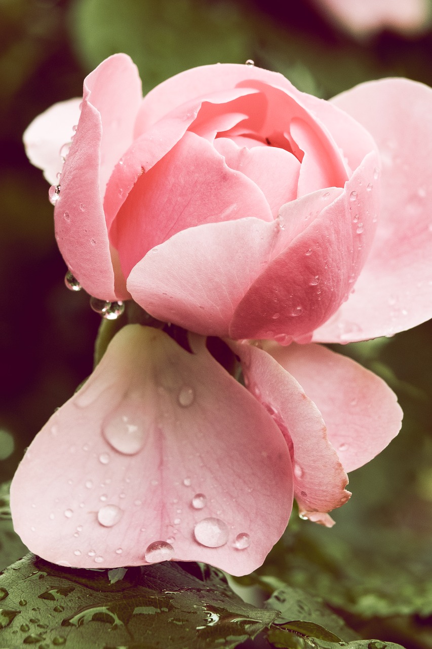 rose  rain  raindrop free photo