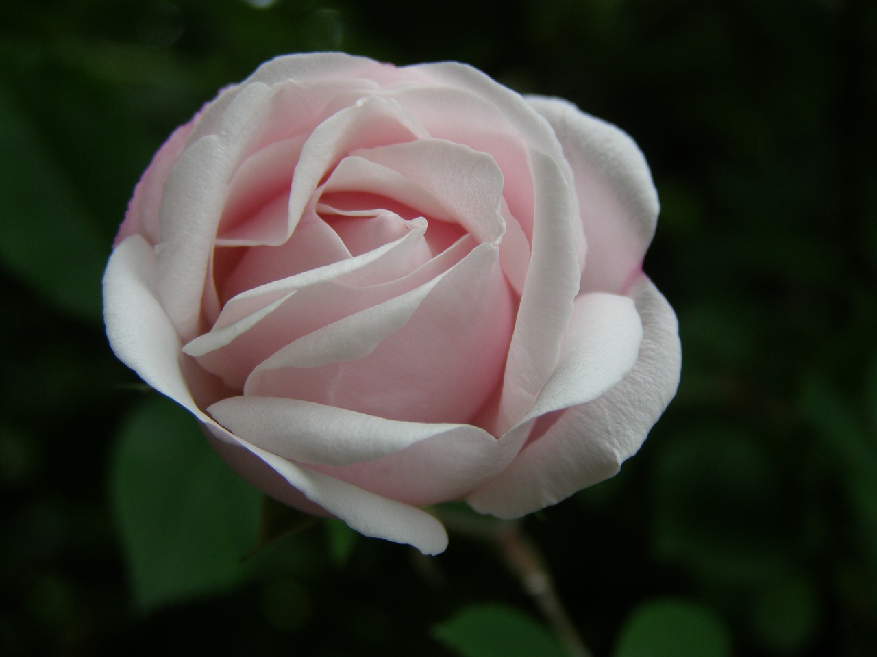 rose  pink  pink rose free photo