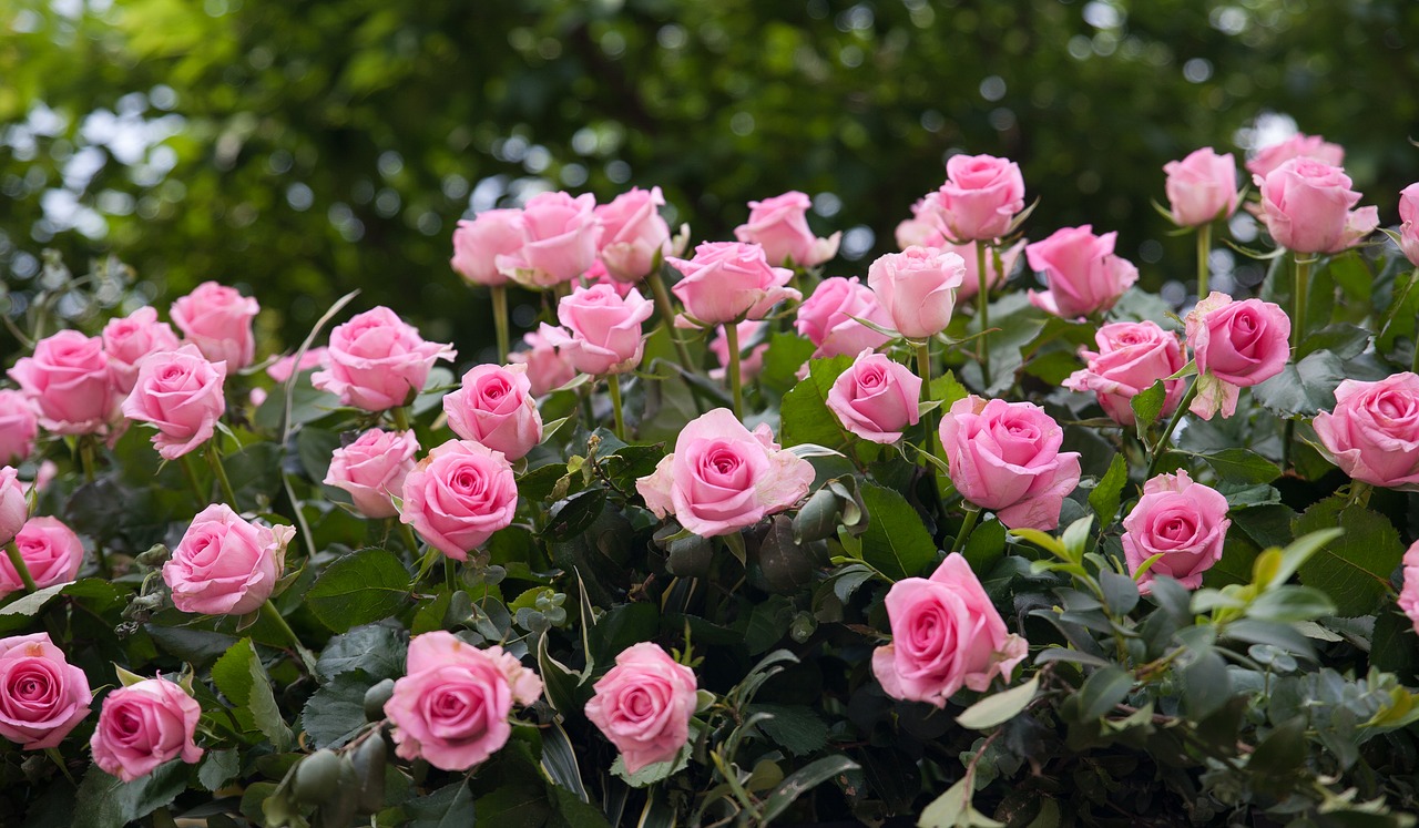 rose  flowers  rose garden free photo