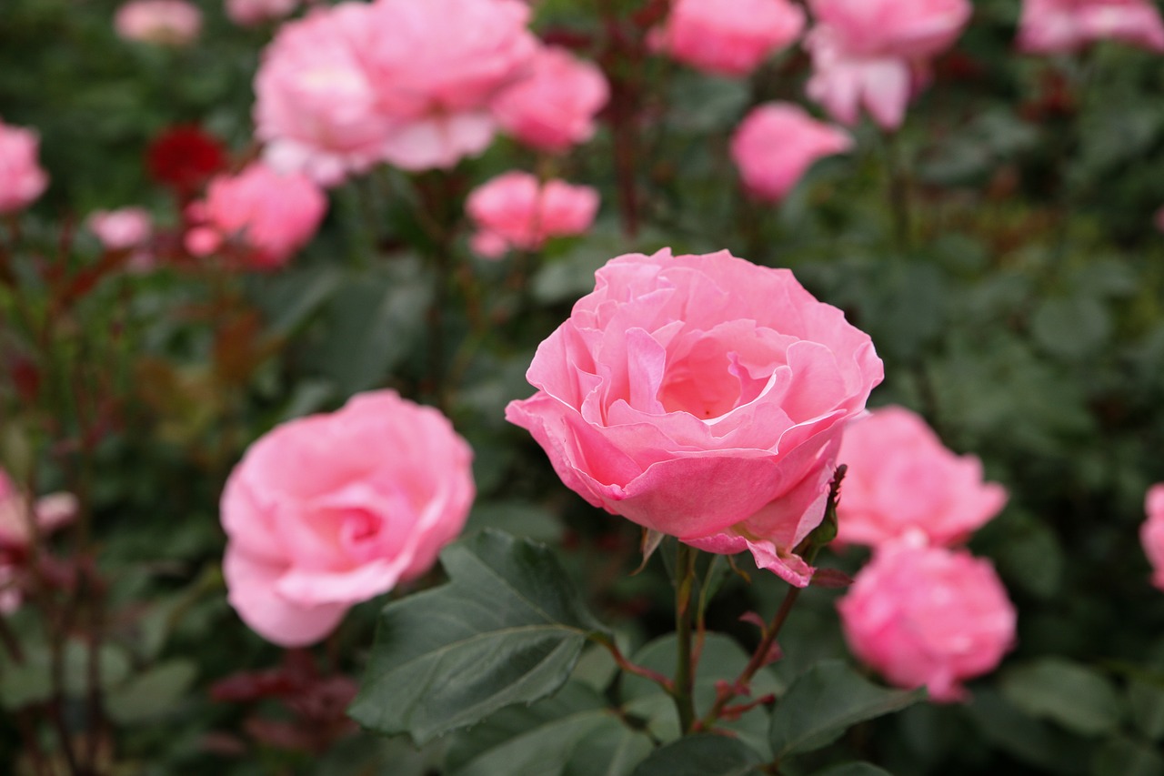 rose  flowers  rose garden free photo