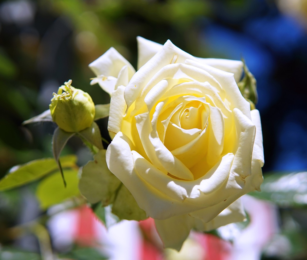 rose  white  flower free photo