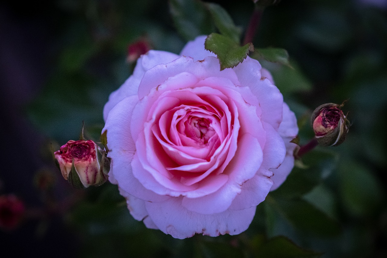 rose  blossom  bloom free photo