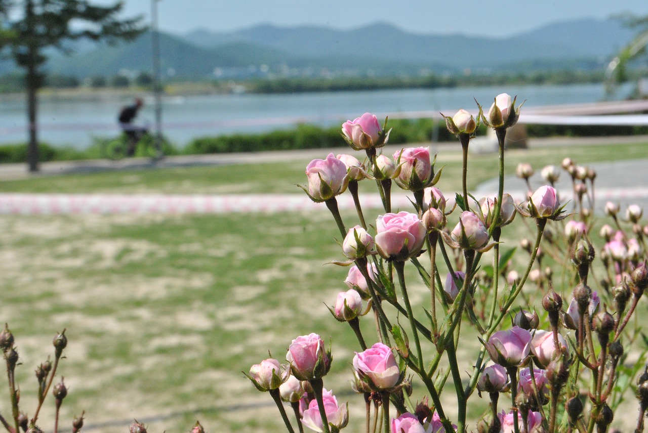 rose  pink  pink roses free photo