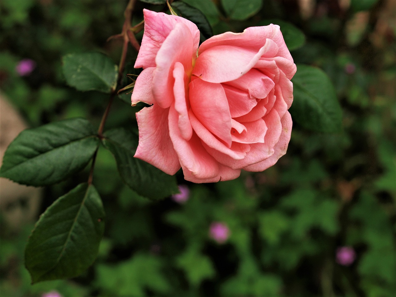 rose  bloom  flora free photo