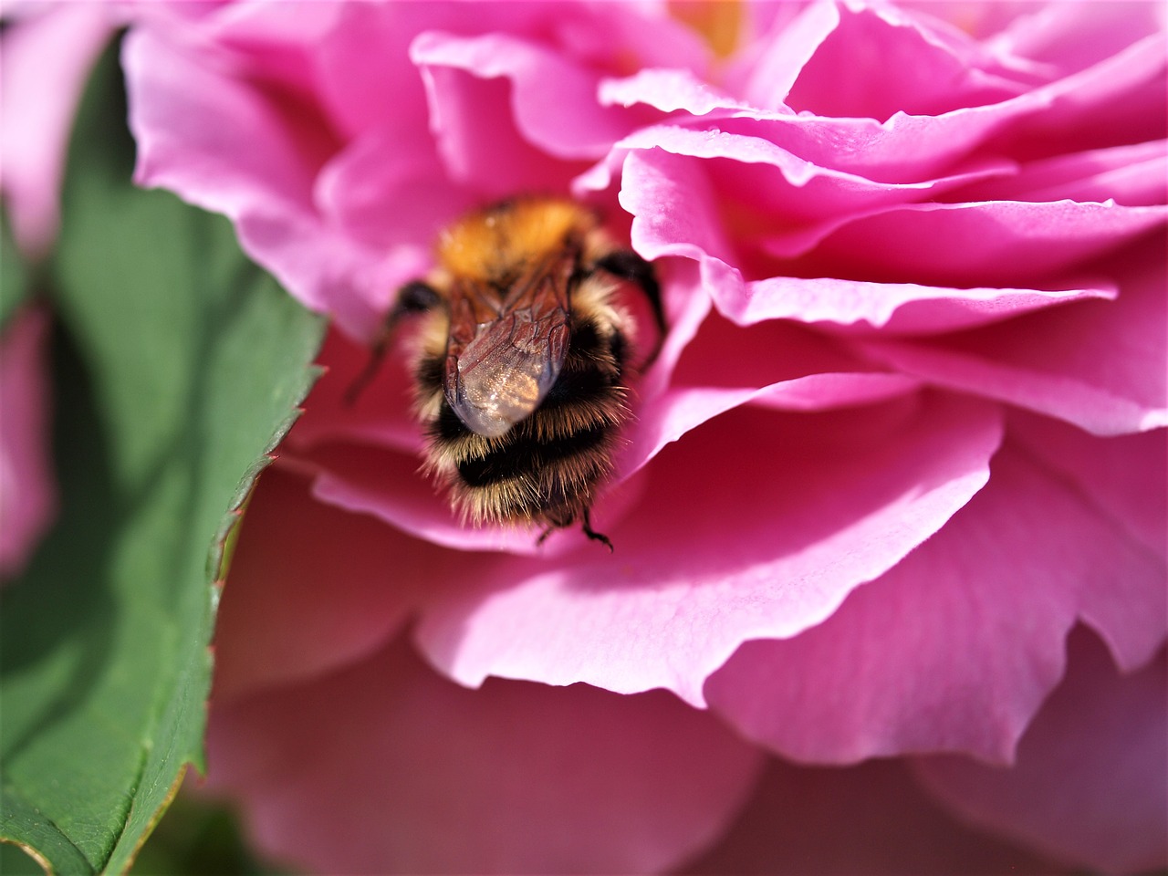 rose  bloom  flora free photo