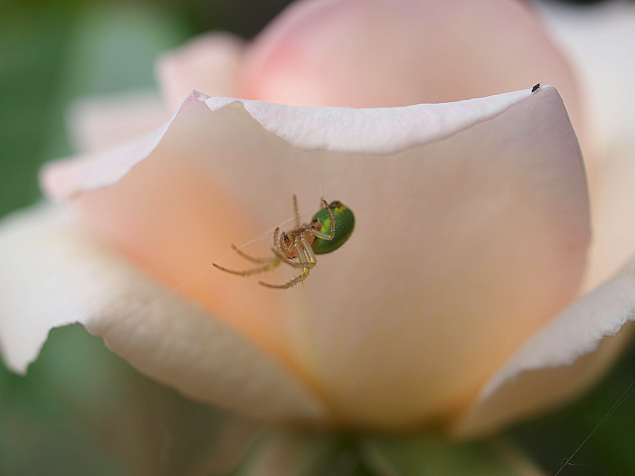 rose  bloom  flora free photo