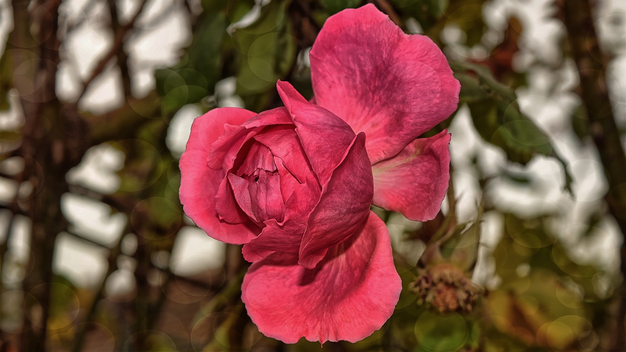 rose  red  flower free photo