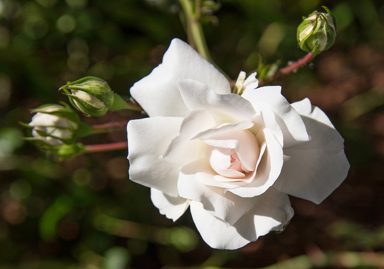 rose  rose bloom  white free photo