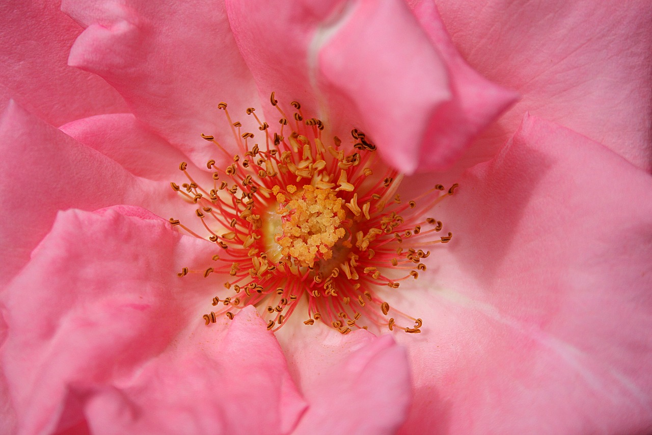 rose  rose bloom  pink free photo