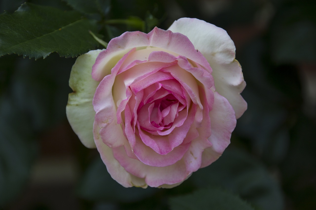 rose  flower  garden free photo