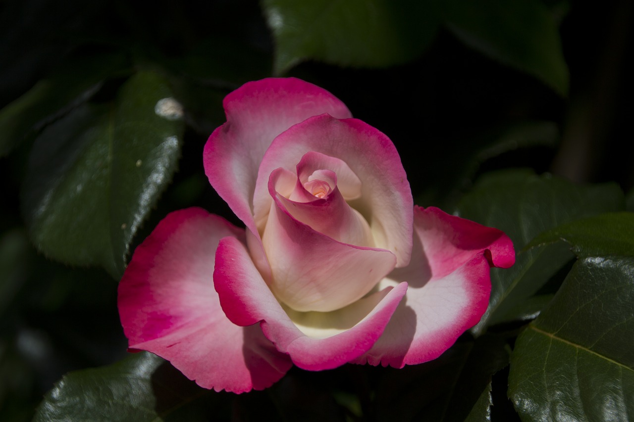 rose  flower  garden free photo