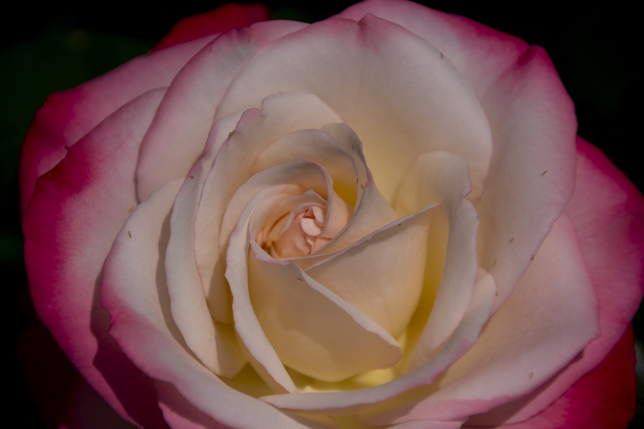 rose  flower  garden free photo