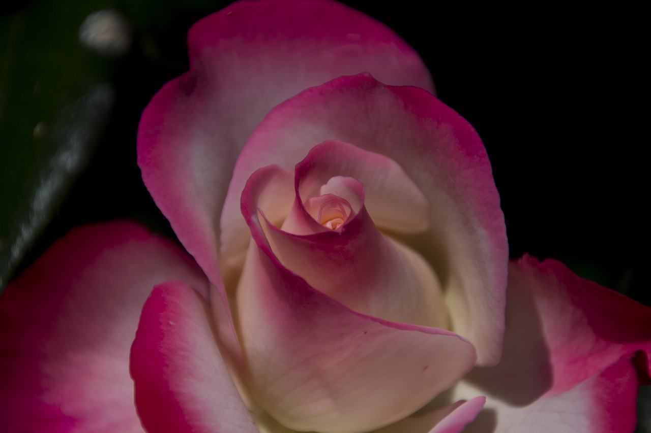 rose  flower  garden free photo