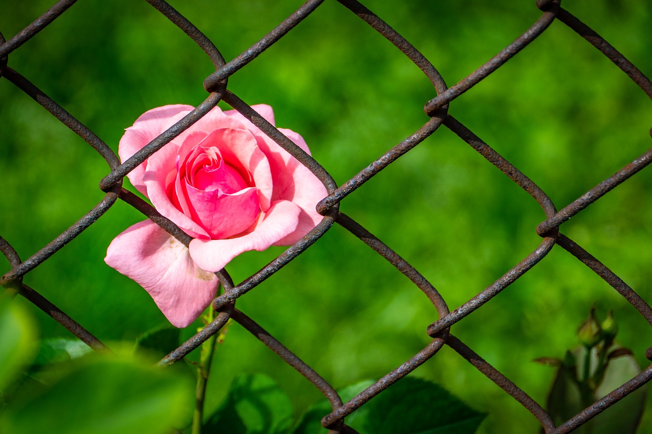 rose  pink  fence free photo