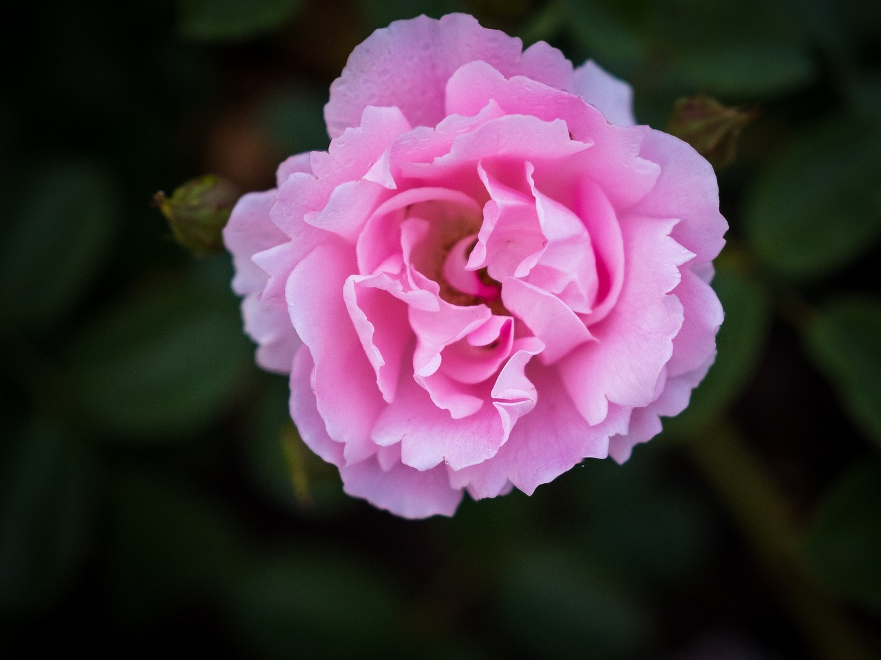 rose  red  blossom free photo