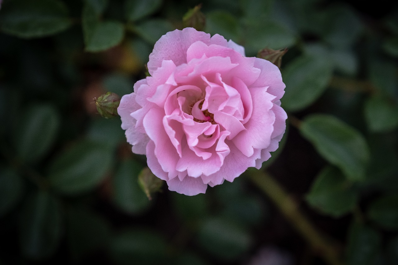 rose  red  blossom free photo