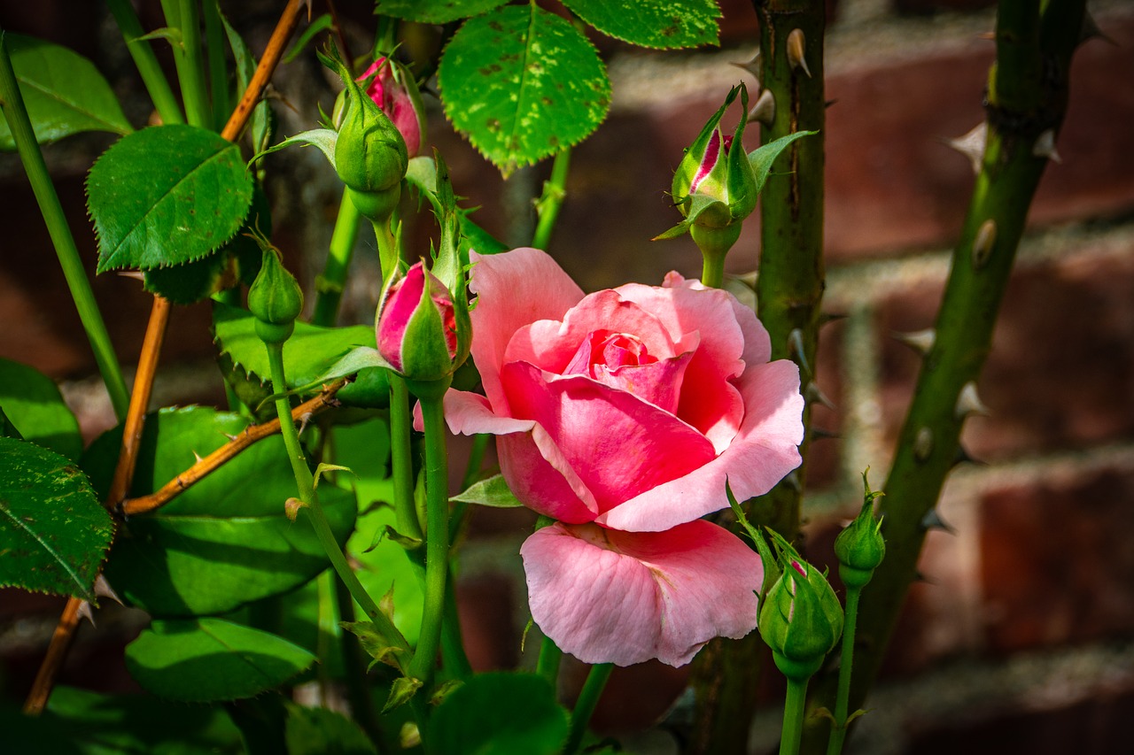 rose  pink  flower free photo