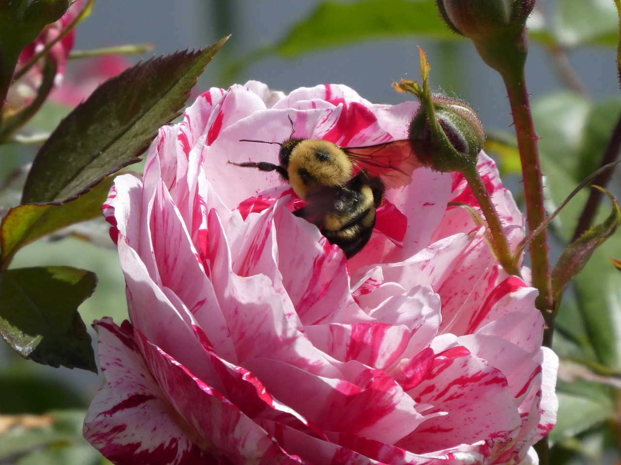 rose  bumble bee  flower free photo