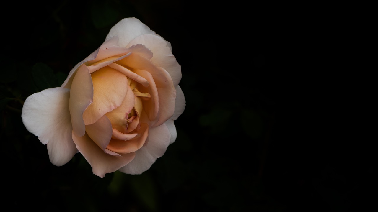 rose  flower  pink free photo