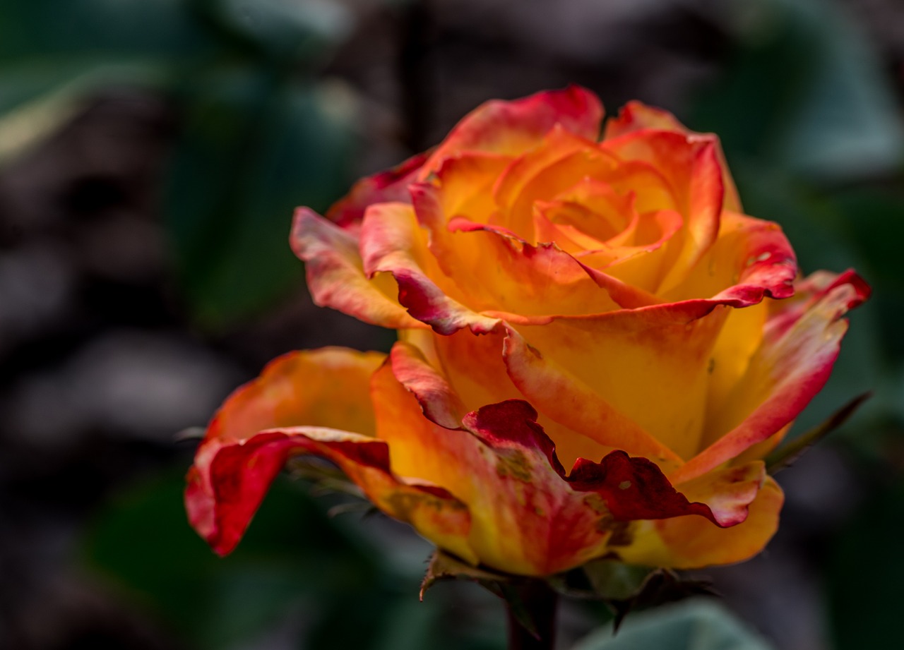 rose  orange  flower free photo