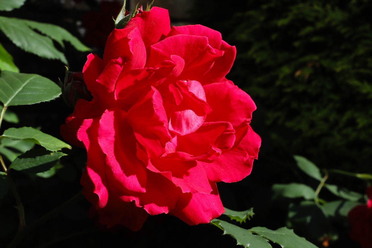 rose  red rose  flowers free photo