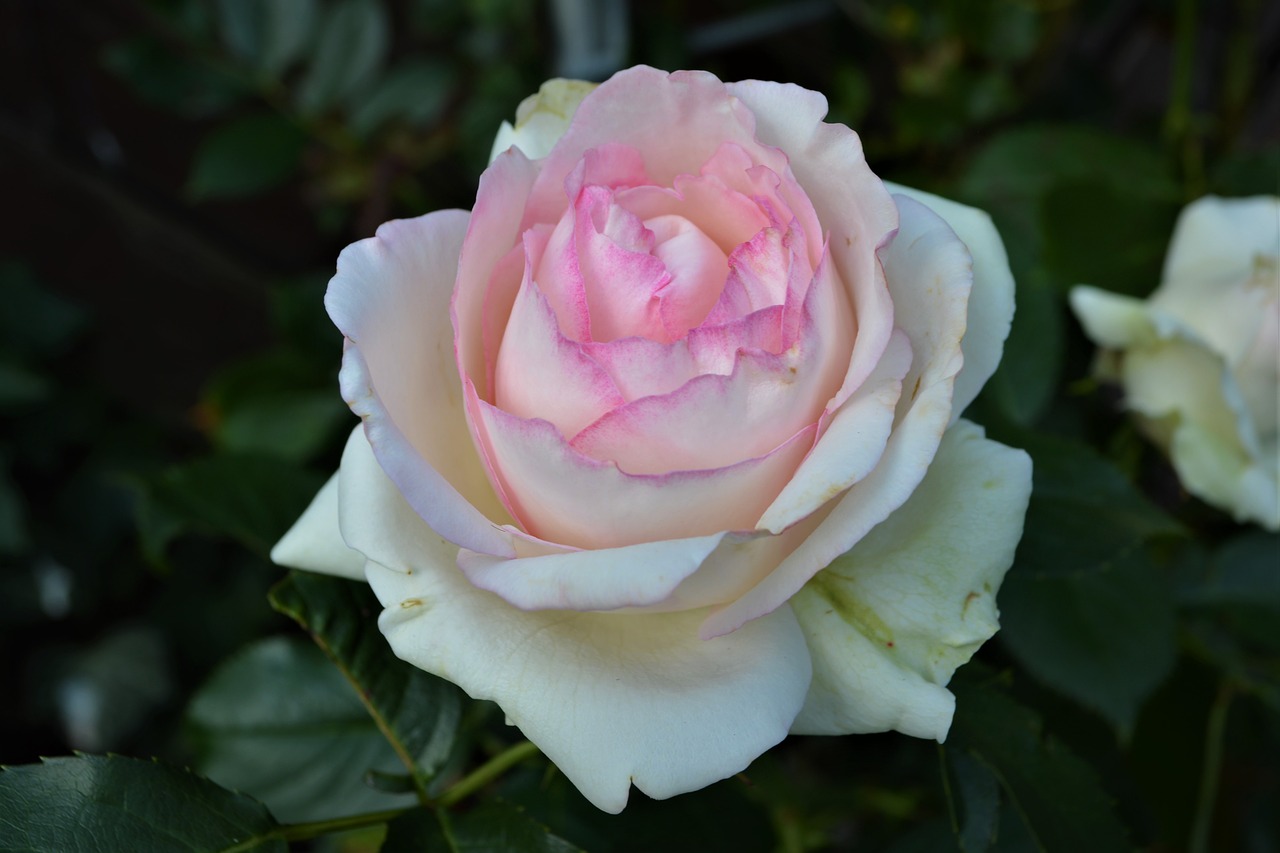 rose  weis pink  pink rose free photo