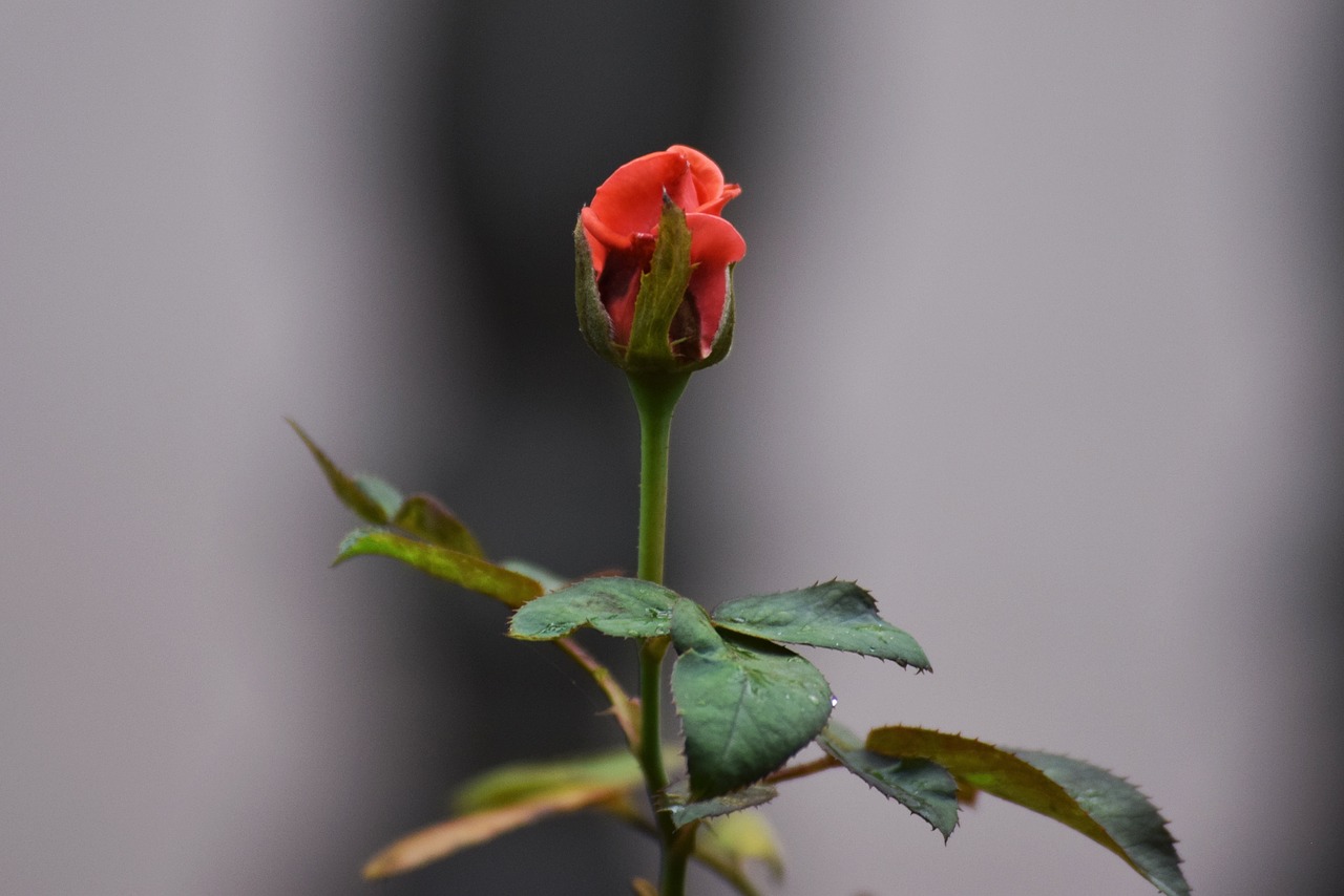 rose  bokeh  nature free photo