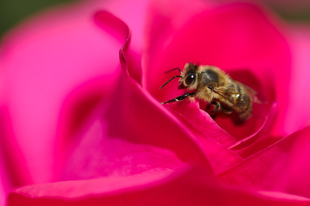 rose  bee  macro free photo