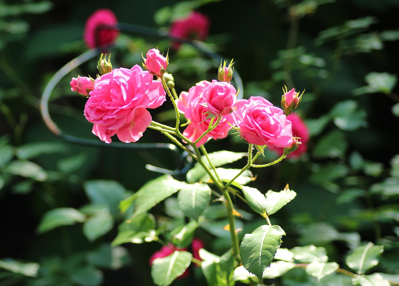 rose  ornamental shrub  pink flowers free photo