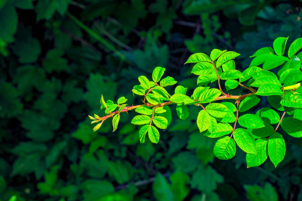 rose  flower  plant free photo