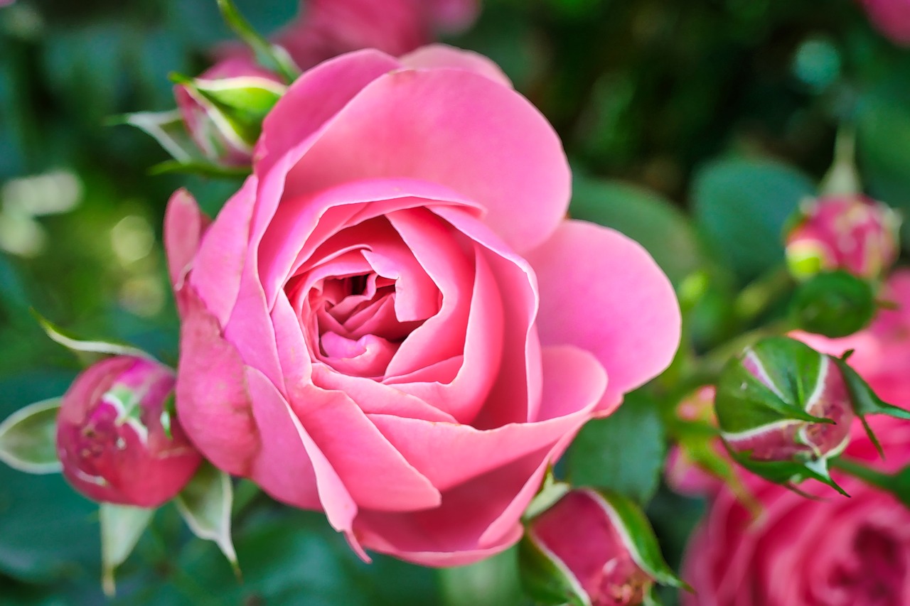 rose  flower  blossom free photo