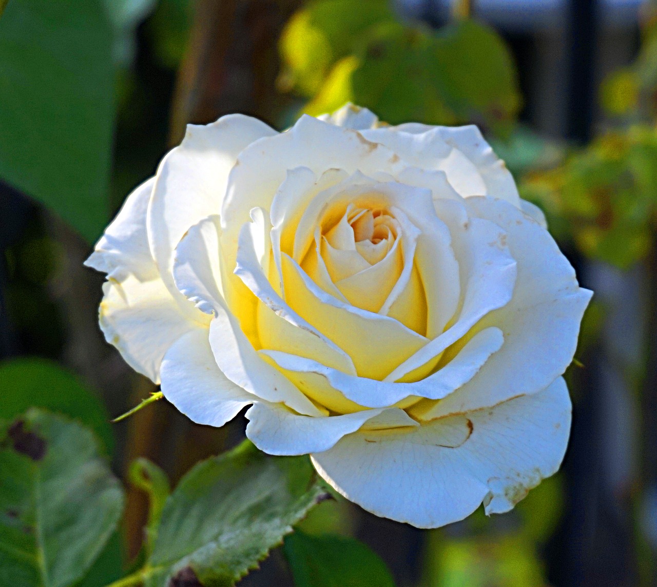 rose  white  blossom free photo