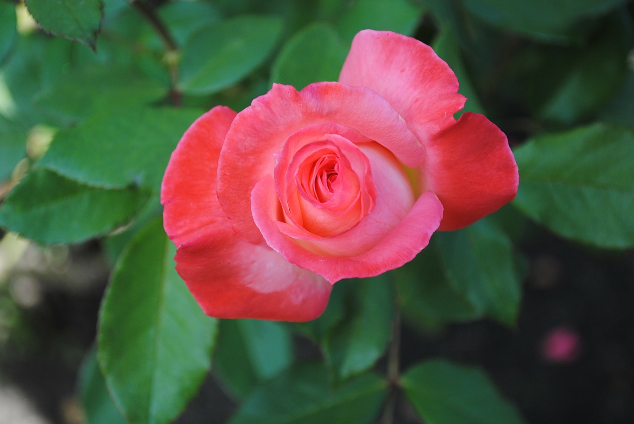 rose pink rose flower free photo