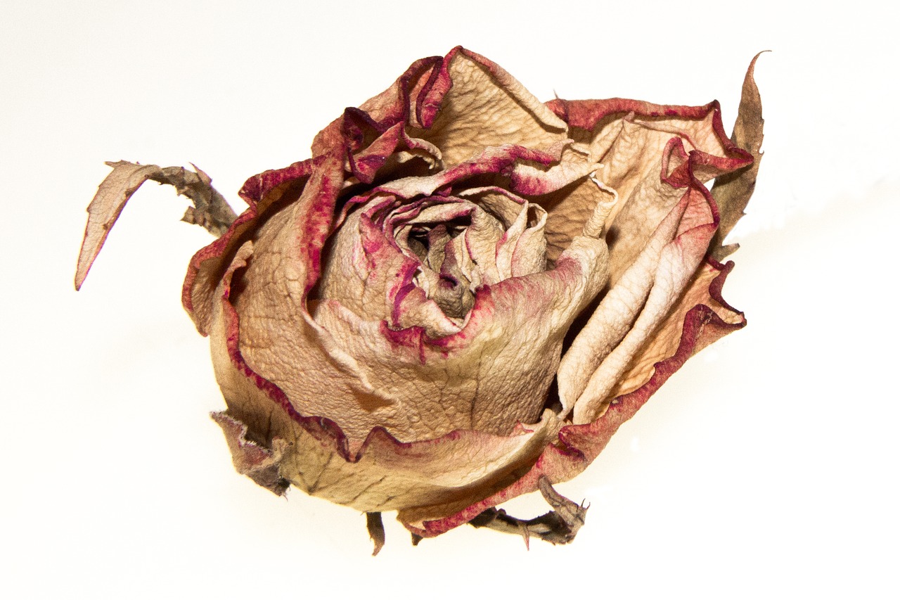 rose  withered  blossom free photo