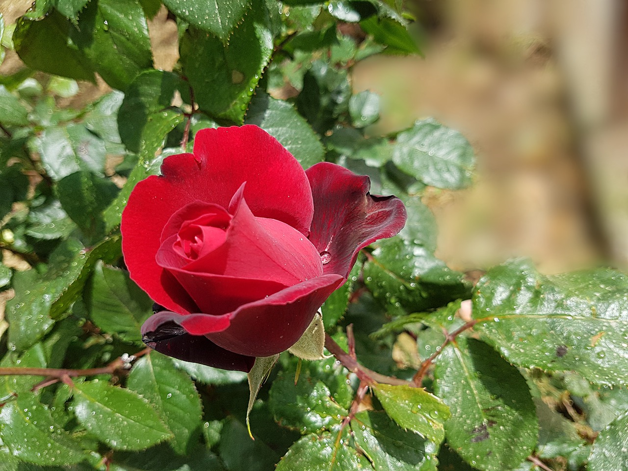 rose  flower  blossom free photo