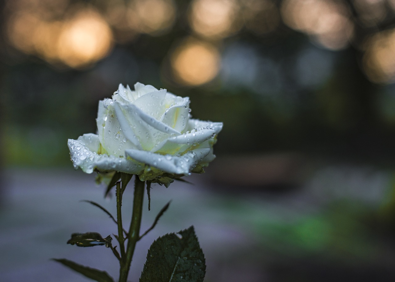 rose  white  tender rose free photo