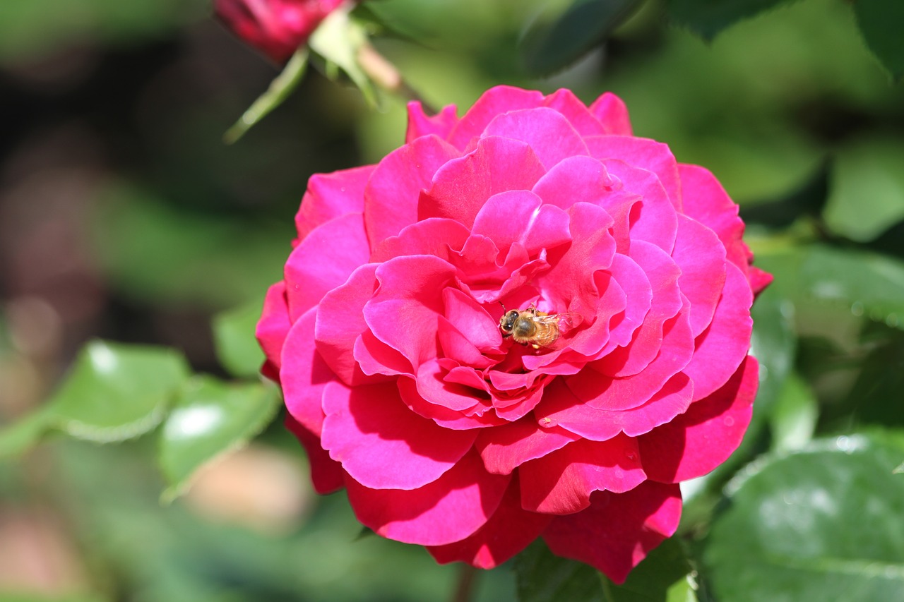 rose  pink  rose petals free photo