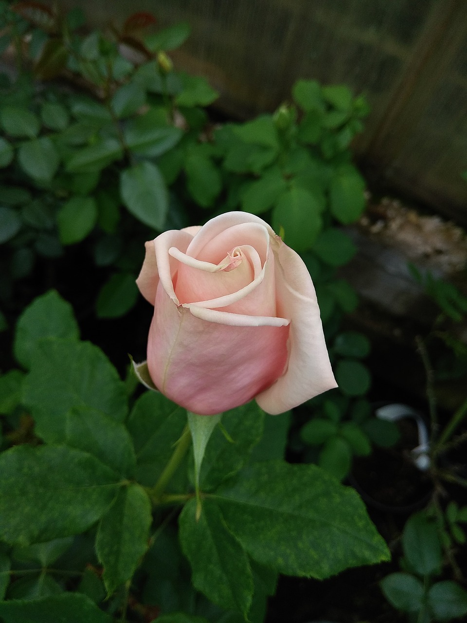 rose  bud  flower free photo